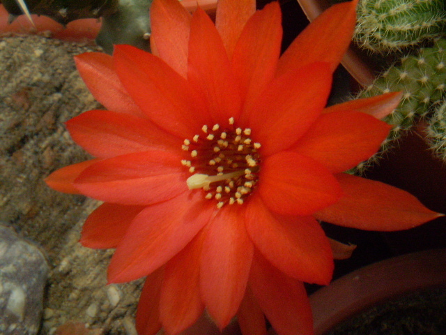 Chamaecereus silvestri