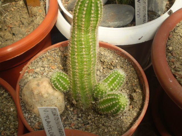 Cleistocactus samaipatanus - Alte specii