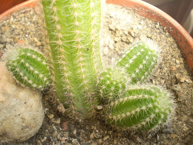 Cleistocactus samaipatanus - Alte specii