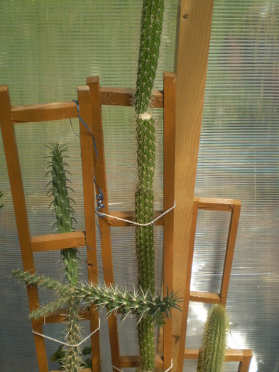Cleistocactus winteri