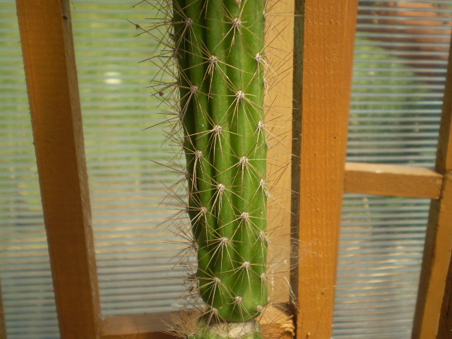 Cleistocactus winteri