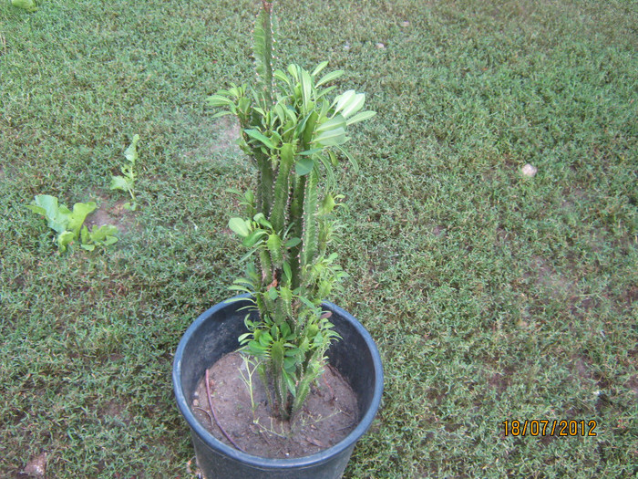 euphorbia trigona