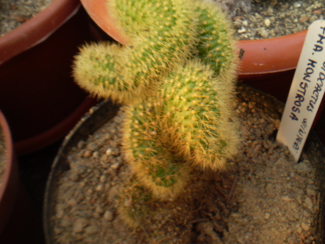 Cleistocactus winteri fma. monstrosa - Alte specii