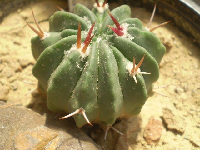 Echinofossulocactus coptonogonus - Echinofossulocactus