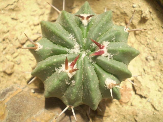 Echinofossulocactus coptonogonus - Echinofossulocactus