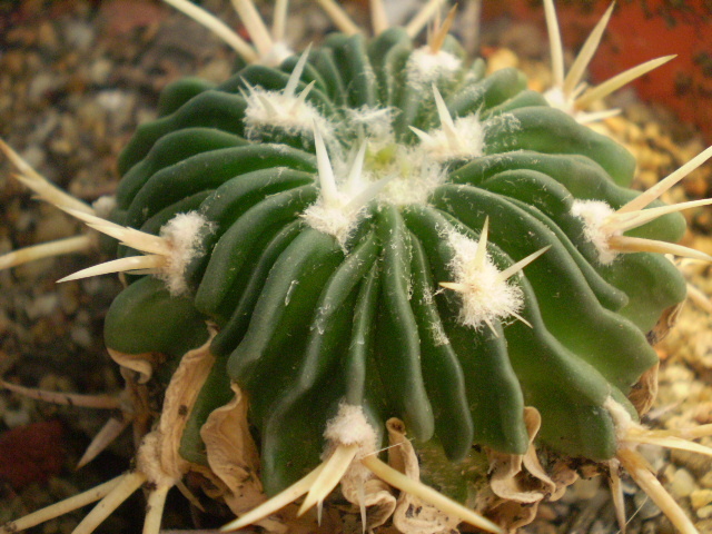 Echinofossulocactus phyllacanthus v. violaciflorus - Echinofossulocactus