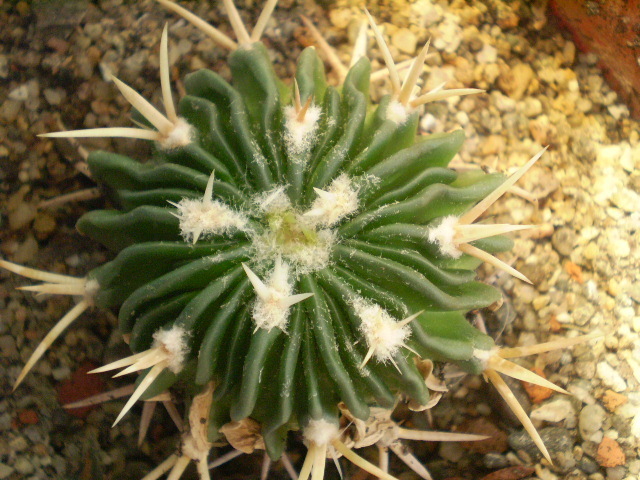 Echinofossulocactus phyllacanthus v. violaciflorus - Echinofossulocactus