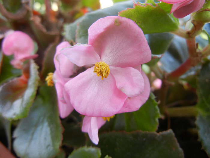 Begonia semperflorens (2012, August 24)