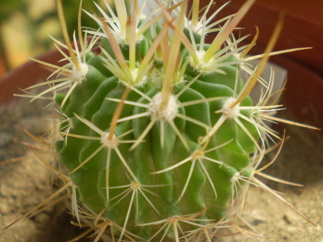 Echinofossulocactus sp. - Echinofossulocactus