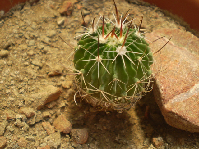 Echinofossulocactus sp. - Echinofossulocactus