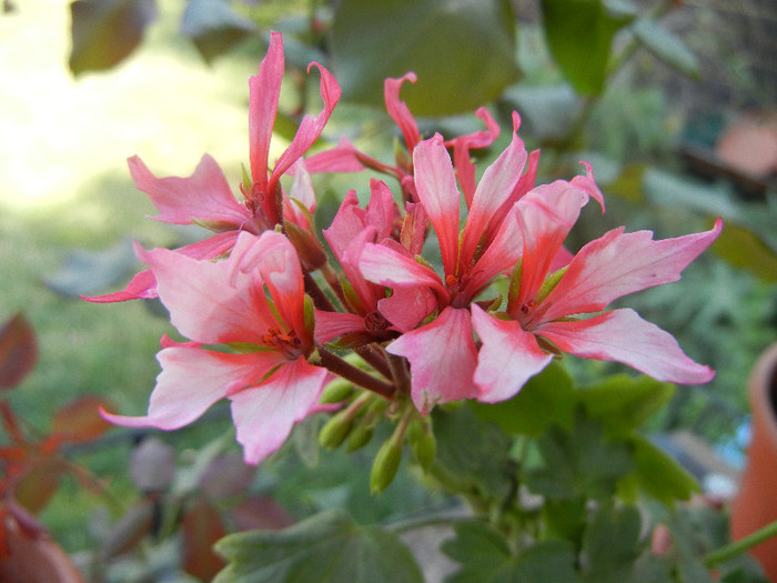 Pink Stellar Geranium (2012, Aug. 24) - Geranium Stellar Pink