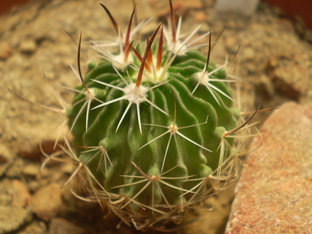 Echinofossulocactus sp.