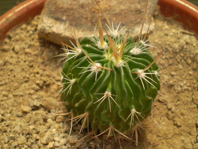 Echinofossulocactus sp. - Echinofossulocactus