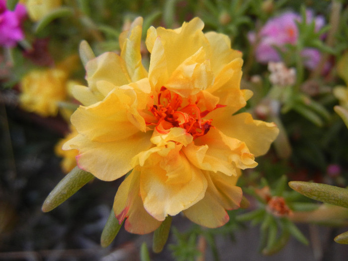 Portulaca grandiflora (2012, Aug.23) - PORTULACA Grandiflora