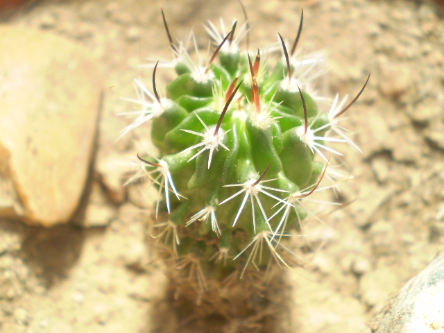 Echinofossulocactus sp. - Echinofossulocactus