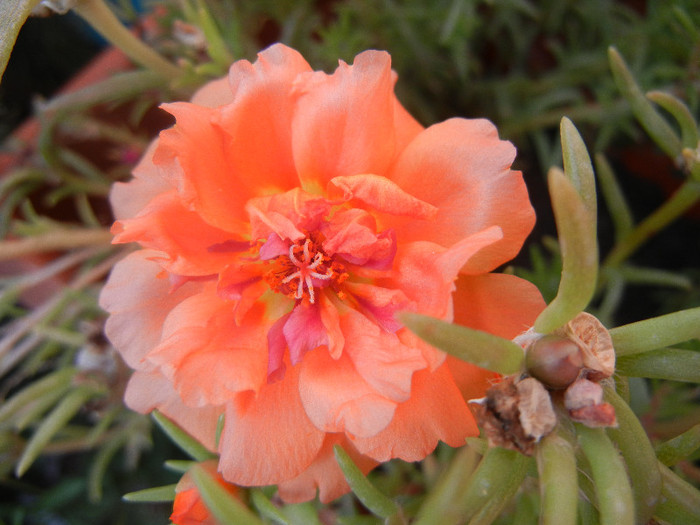Portulaca grandiflora (2012, Aug.23) - PORTULACA Grandiflora