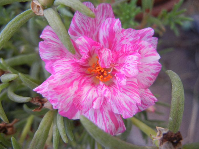 Portulaca grandiflora (2012, Aug.23)