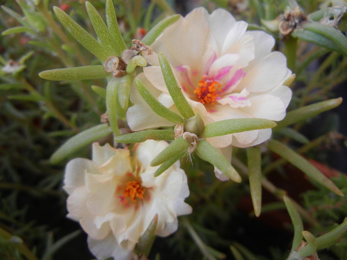 Portulaca grandiflora (2012, Aug.23) - PORTULACA Grandiflora
