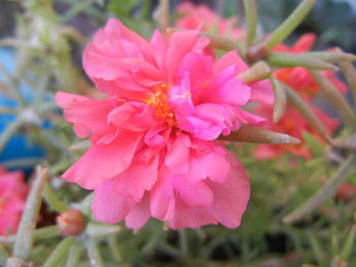 Portulaca grandiflora (2012, Aug.23)