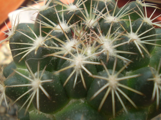 Coryphantha