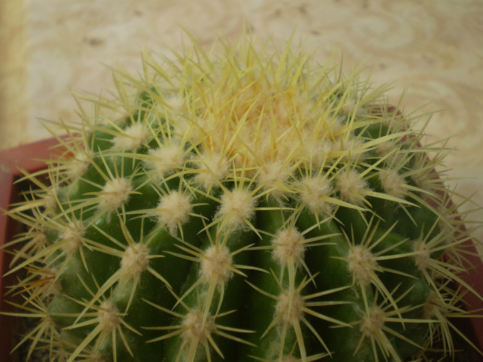 Echinocactus grusoni - Alte specii