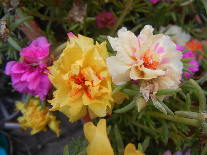 Portulaca grandiflora (2012, Aug.23)