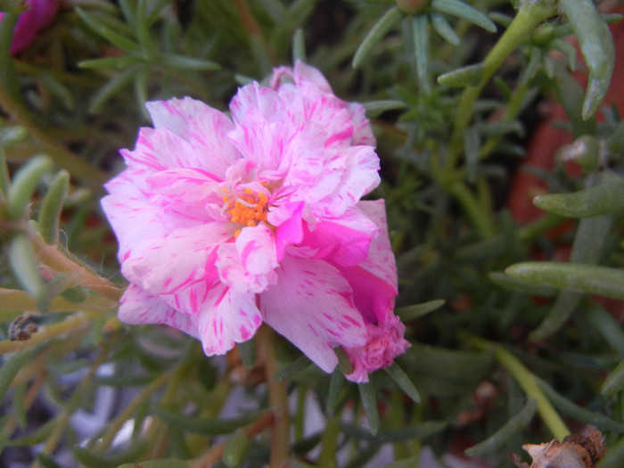 Portulaca grandiflora (2012, Aug.23)