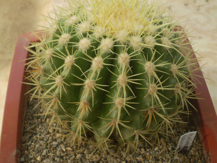 Echinocactus grusoni