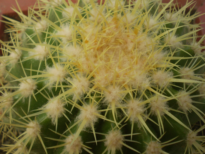Echinocactus grusoni