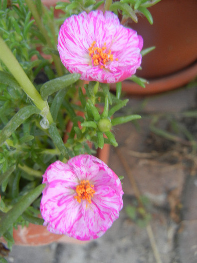 Portulaca grandiflora (2012, Aug.24)