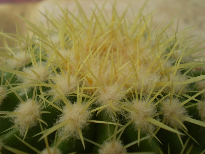 Echinocactus grusoni - Alte specii