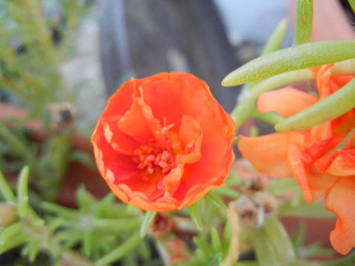 Portulaca grandiflora (2012, Aug.24)