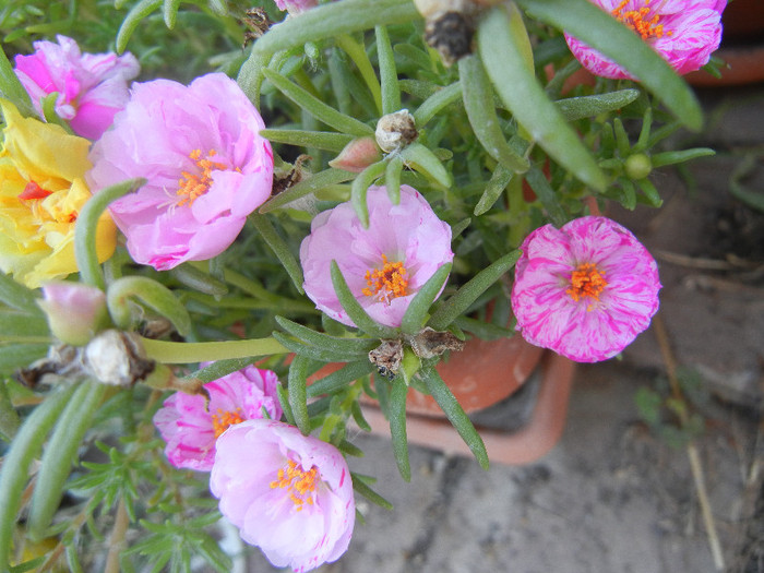 Portulaca grandiflora (2012, Aug.24)