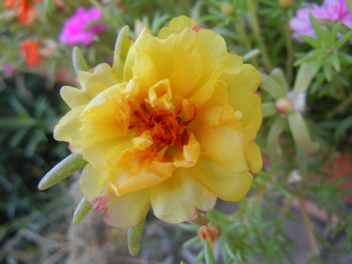 Portulaca grandiflora (2012, Aug.24)