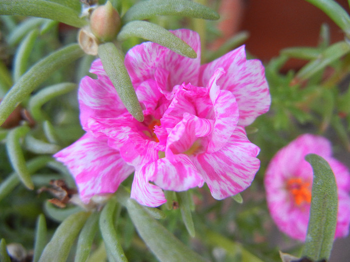 Portulaca grandiflora (2012, Aug.24)