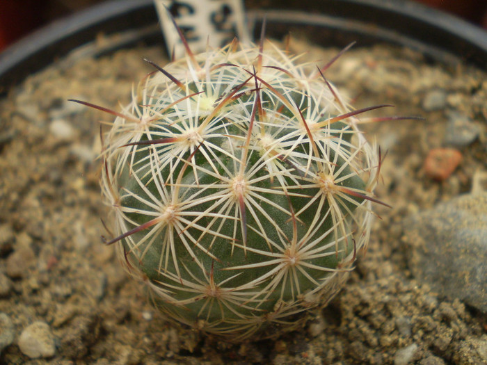 Echinomastus durangensis