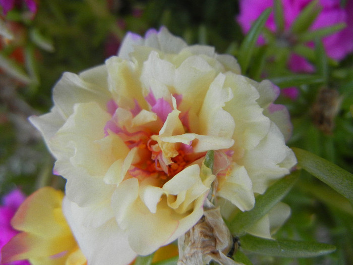 Portulaca grandiflora (2012, Aug.24) - PORTULACA Grandiflora