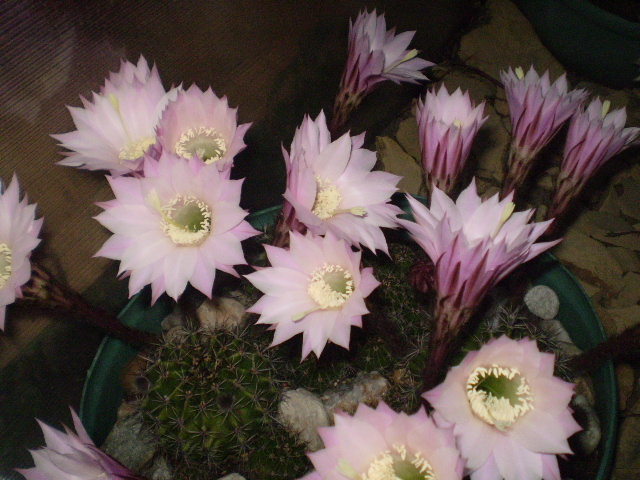 Echinopsis fl roz - 2012