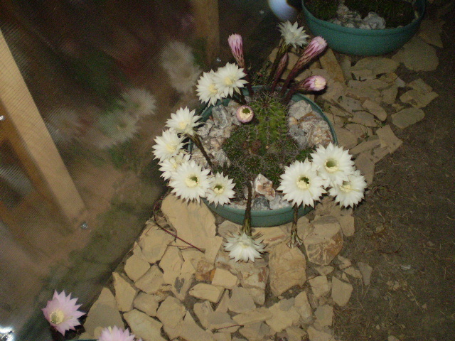 Echinopsis fl albe