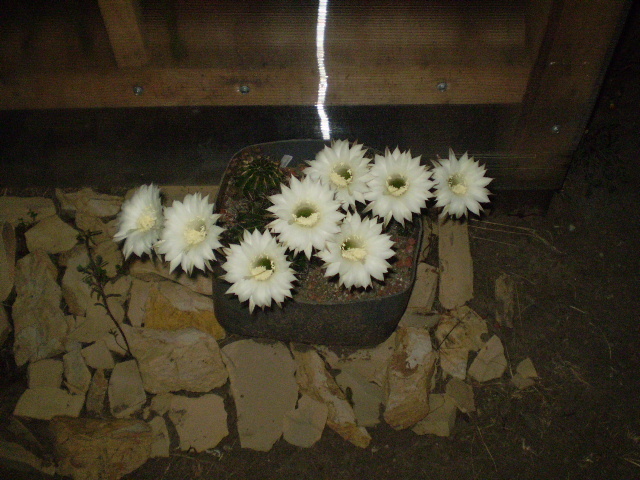 Echinopsis fl albe - 2012