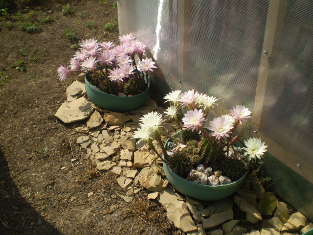 Echinopsis grup - 2012