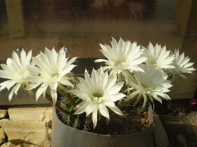 Echinopsis grup - 2012