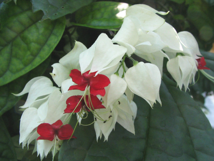 asa ar trebui sa infloreasca Clerodendrum-thomsoniae - Clerodendron