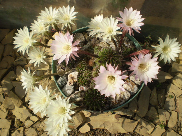 Echinopsis grup - 2012