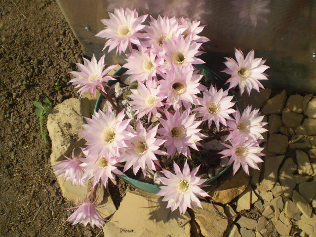 Echinopsis fl roz - 2012