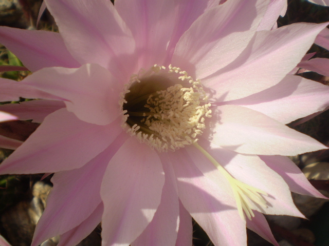 Echinopsis fl roz