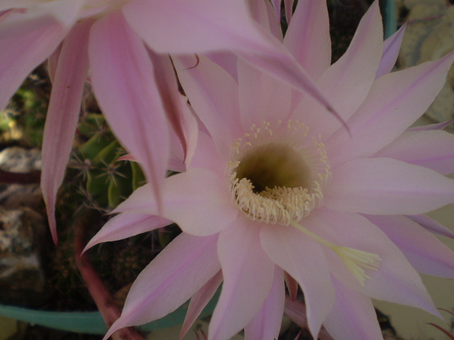 Echinopsis fl roz - 2012