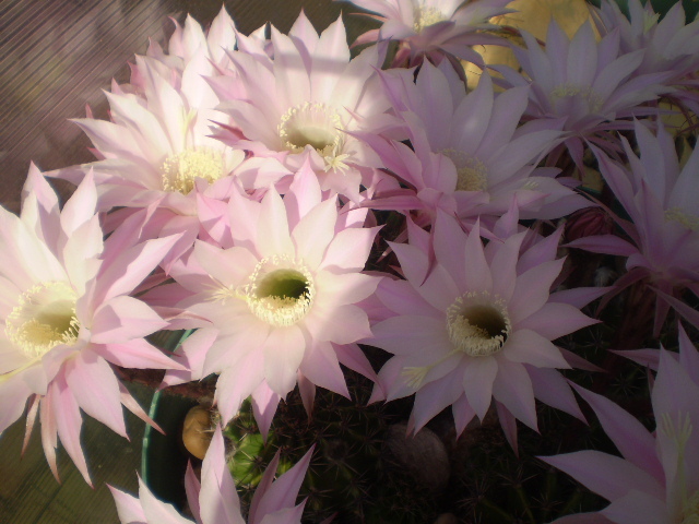 Echinopsis fl roz - 2012