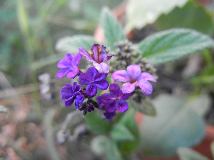 Heliotropium arborescens (2012, Aug.23)