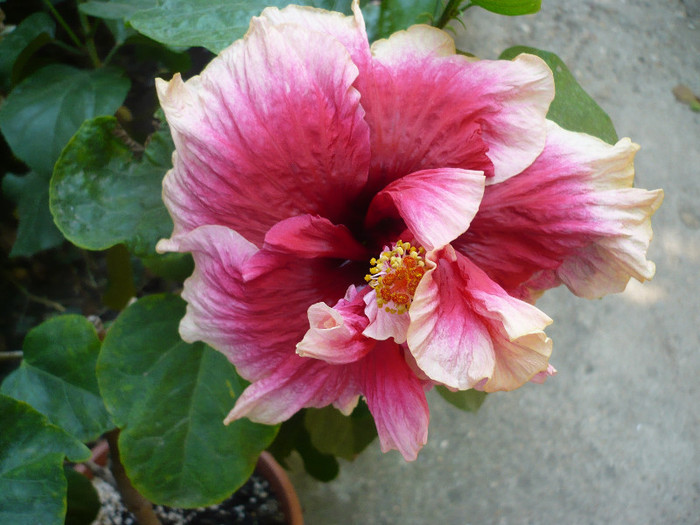 P1170786 - HIBISCUSI 2012-5